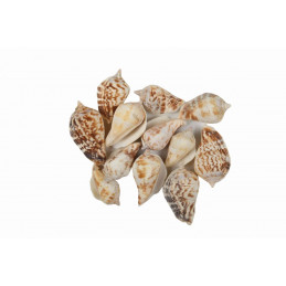Accesorii creatie - scoici, 3-4cm, 70g, set 12 buc, Colorarte, 6907