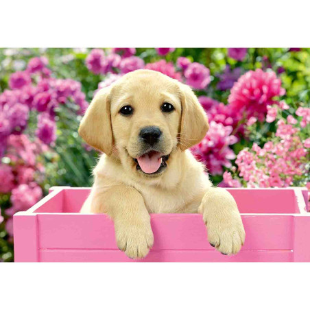 kidsmagicstore.ro|Puzzle Catelusi, 2X24 Piese63,42 lei57,08 leiRavensburgerNoutati4005556050291