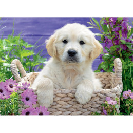 Puzzle Golden Retriever In Cos, 500 Piese