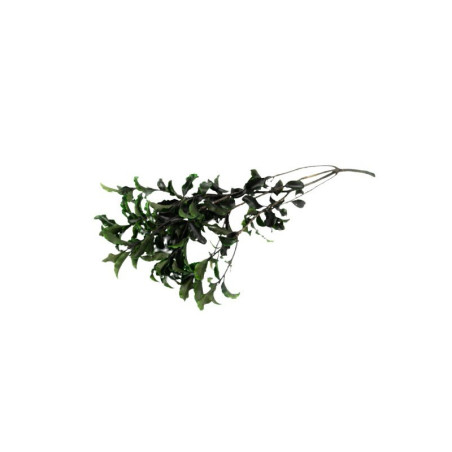 kidsmagicstore.ro|Foliage Pitosporum, punga 12g, Colorarte8,44 lei7,60 leiCOLORARTENoutati6422316061355