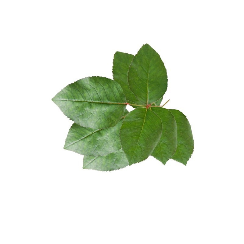 kidsmagicstore.ro|Foliage Roses, punga 3 buc, Colorarte10,48 lei9,43 leiCOLORARTEFara stoc6422316063823 kidsmagicstore.ro|Foliage Roses, punga 3 buc, Colorarte10,48 lei9,43 leiCOLORARTEFara stoc6422316063823