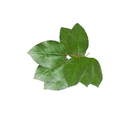 kidsmagicstore.ro|Foliage Roses, punga 3 buc, Colorarte10,48 lei9,43 leiCOLORARTEFara stoc6422316063823