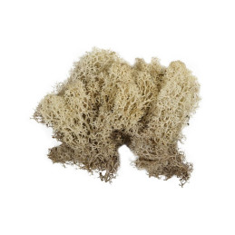 Licheni stabilizati, crem, cu sclipici, punga 20g, Colorarte, Q1