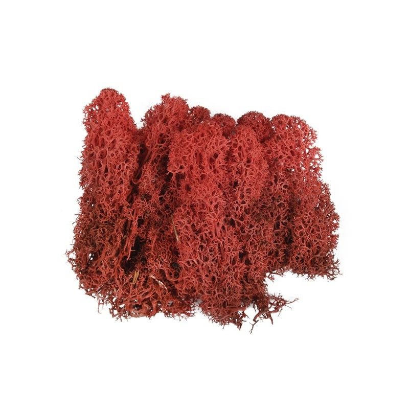 Licheni stabilizati, rosu, punga 20g, Colorarte, Q1 Licheni stabilizati, rosu, punga 20g, Colorarte, Q1