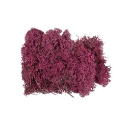 Licheni stabilizati, siclam, punga 20g, Colorarte, Q1