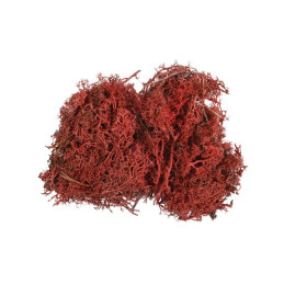 Licheni stabilizati, rosu, punga 30g, Colorarte, Q2