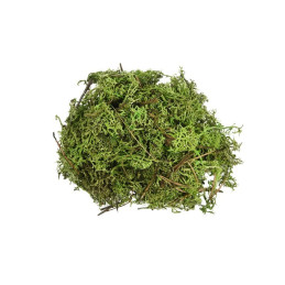 Licheni stabilizati, verde deschis, punga 30g, Colorarte, Q2