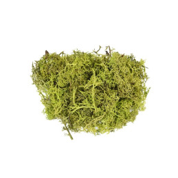 Licheni stabilizati, verde mar, punga 30g, Colorarte, Q2