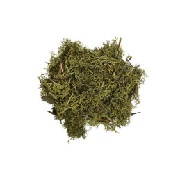 Licheni stabilizati, verde padure, punga 30g, Colorarte, Q2