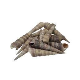 Sarma Plusata Glitter aurie