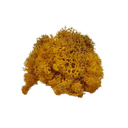 Licheni stabilizati, auriu, punga 20g, Colorarte, Q1
