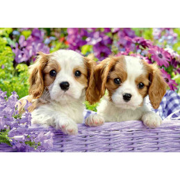 kidsmagicstore.ro|Puzzle Catelusi, 2X24 Piese63,42 lei57,08 leiRavensburgerNoutati4005556050291