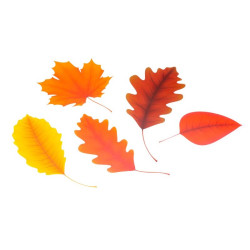 Accesorii craft - AD480 Frunzele toamnei Set 10 DACO