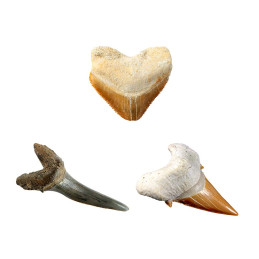 kidsmagicstore.ro|National Geographic - Kit Creativ Sa Cautam Dinti De Rechini76,49 lei68,84 leiJocuri si jucarii creative816448029660