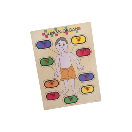 kidsmagicstore.ro|Puzzle lemn educativ - Invata corpul uman, 9 piese, 3+ ani, Colorarte, 2KB11,76 lei10,58 leiCOLORARTENoutati6422316025647
